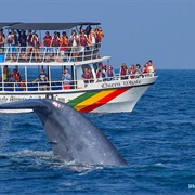 Mirissa Whale Watching, Sri Lanka
