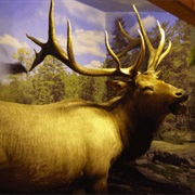 Spirit of the Woods Museum, Williamsburg