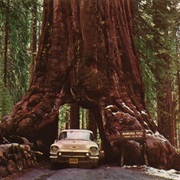 See the Redwoods