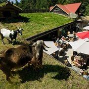 Shop & Dine at Old Country Market in Qualicum (BC)