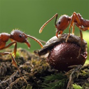Myrmecophobia – the Fear of Ants