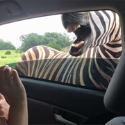 Natural Bridge Wildlife Ranch