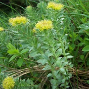 Golden Root (Rhodiola Rosea)