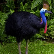 Southern Cassowary