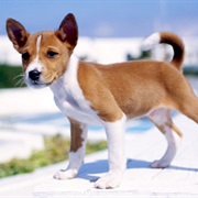 Basenji