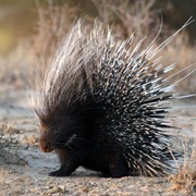 Porcupine