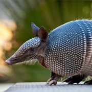 Armadillo