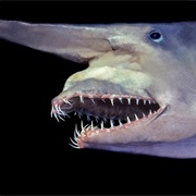 Swim With Goblin Sharks