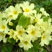 Common Primrose (Primula Vulgaris)