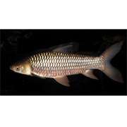 Hoven's Carp / Mad Barb / Sultan Fish