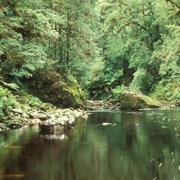 Savage River National Park (TAS)