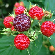 Wild Raspberries