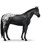 Argentinean Criollo - Black Spotted Blanket