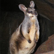 Black-Flanked Rock-Wallaby