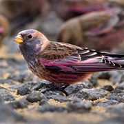 Asian Rosy-Finch
