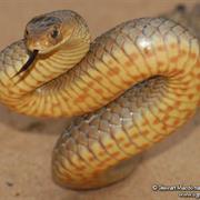 Eastern Brown Snake