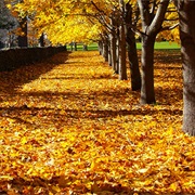 Autumn Colors of New England