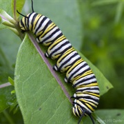 A Garden Caterpillar Has 248 Muscles in Its Head.