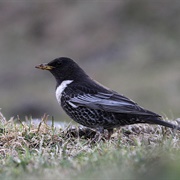 Ring Ouzel