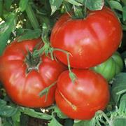 Aker's West Virginia