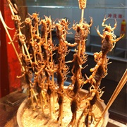 Fried Scorpion