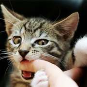 When They Try to Eat You