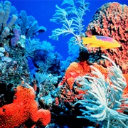 Papahanaumokuakea Marine National Monument