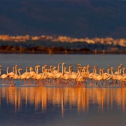 Delta De L'ebre, Spain