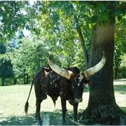 Exotic Animal Paradise Stafford Mo.