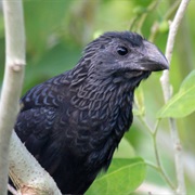Smooth-Billed Ani