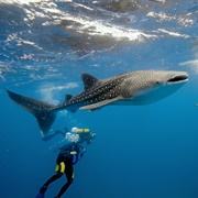 See/Swim With Whale Sharks