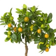 Eat a Fruit From a Tree You Have Grown From a Seed