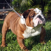 English Bulldog