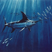 Swordfish (Aka: Broadbill Swordfish)