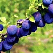 Damson