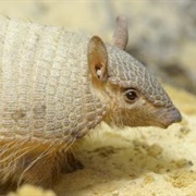 Screaming Hairy Armadillo