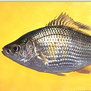 Shiner Surfperch (Aka: Shiner Perch, Bay Perch, Seven-Eleven Perch)