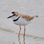 Collared Plover