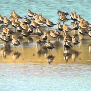 Texel Island, Holland