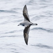Cook's Petrel