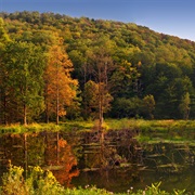 Lyman Run State Park, Pennsylvania