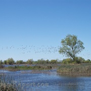Sutter National Wildlife Refuge