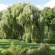 Parc Angrignon