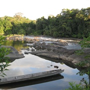 Coppename Nature Reserve, Suriname