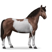 Chincoteague Pony - Liver Chestnut Tobiano