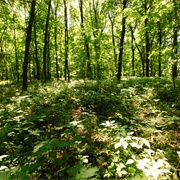 Belmont Mound State Park