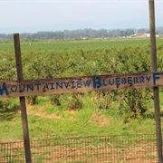 Mountainview Blueberry Farm (Snohomish, Washington)