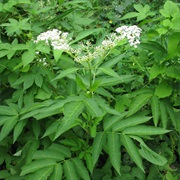 Chinese Elder (Sambucus Javanica)
