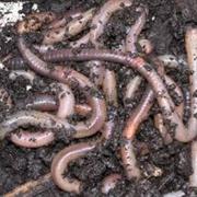 Earthworms