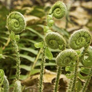 Fiddleheads